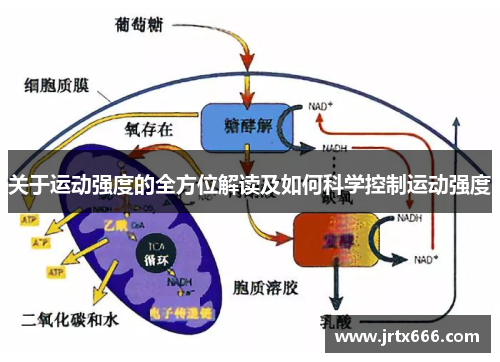 关于运动强度的全方位解读及如何科学控制运动强度 关于运动强度的全方位解读及如何科学控制运动强度