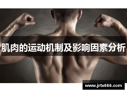 肌肉的运动机制及影响因素分析